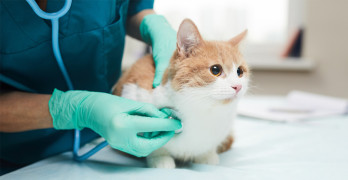 Šešios sveikiausių kačių veislės: šios katės turi mažiausią polinkį susidurti su rimtomis sveikatos bėdomis