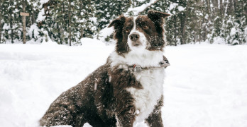 Veterinarė pataria, kaip tinkamai apsaugoti augintinius nuo šalčio: svarbiausia – trys aspektai 