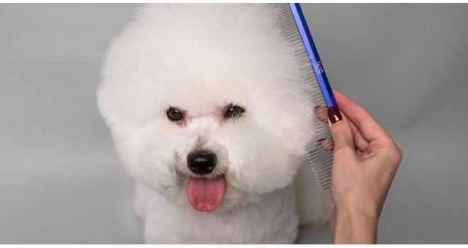 Ne tik grožiui, bet ir sveikatai: ekspertė atsako, kaip dažnai šukuoti šunį