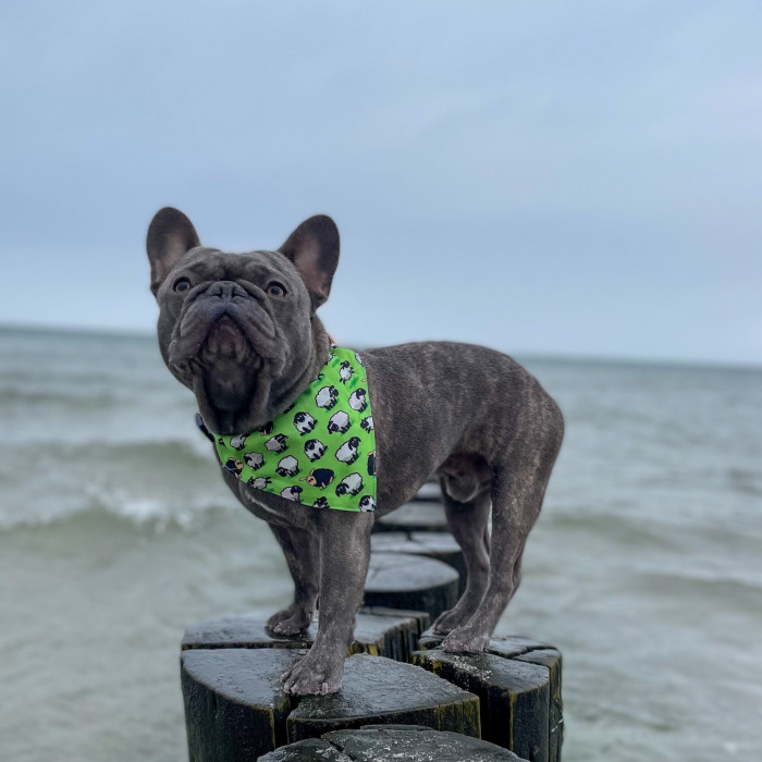 MAX & MOLLY  gyvūnų augintinių skarelė-bandana, su juodų avių aplikacijomis 